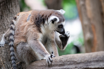 lemur and their baby