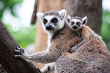 Lemur and their baby © J.NATAYO