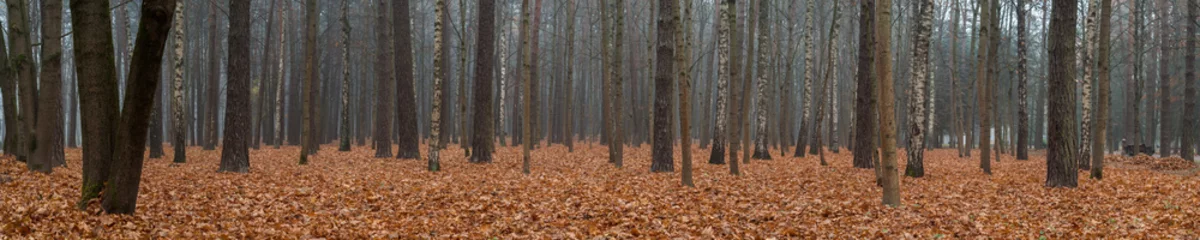 schönes weites Panorama des herbstlichen Stadtparks mit trockenen Laub, die den Boden mit einem festen, flauschigen Teppich und kahlen Baumstämmen bedecken. Spätherbstfarben © gluuker