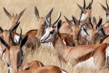 Springbok - Etosha National Park - Namibia - obrazy, fototapety, plakaty