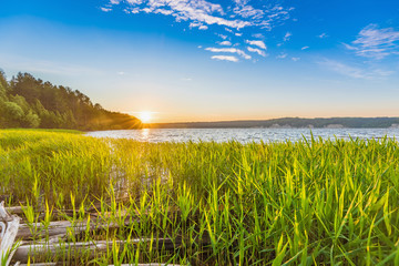 Sunrise, sunset with rays through green reeds, cattail on the river Bank.