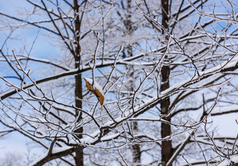 branches of a tree