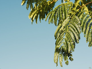 Acacia branches on a background of blue sky. Copy space.