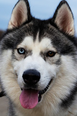 Portrait of adorable young different eyes Siberian male husky outdoors