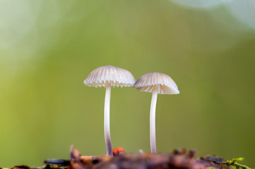 Fresh tasty mushrooms from the green forest