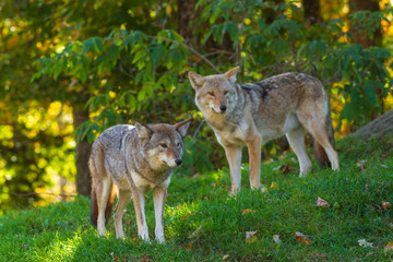 Coyote(s) in the woods