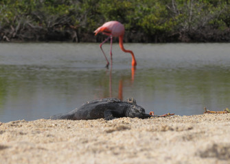 Marine iguana on a beach in the Galapagos with a single flamingo in the background 