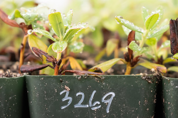 Young plants in labelled plastic pots