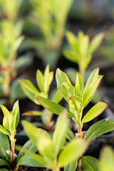 Small Rhododendron Shoots