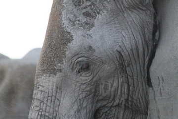 Eléphant le soir