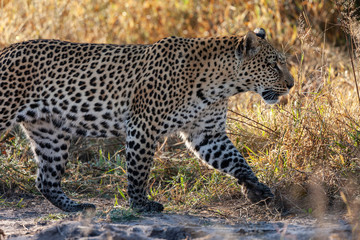 Fototapeta na wymiar Female Leopard - Botswana - Africa