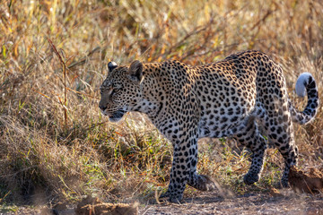 Female Leopard - Botswana - Africa