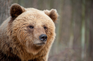 The brown bear , walking in the forest