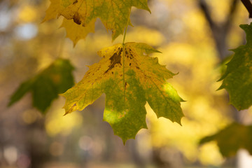 maple tree in the bright autumn sun