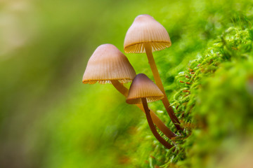 Fresh tasty mushrooms from the green forest