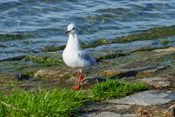 Lachmöve stolziert am Ufer des Rheins entlang