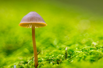 Fresh tasty mushrooms from the green forest
