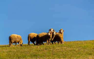 Flock of sheep