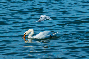 Lachmöwe fliegt auf einen Schwan zu um sein Futter zu klauen