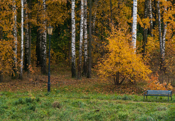 Fototapeta premium autumn forest