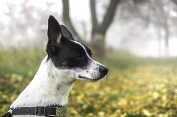 Basenji dog on the side, on a background of wet grass