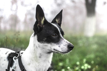 Portrait of a basenji dog in a green field with fog