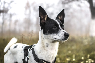 Portrait of a basenji dog in a field with fog