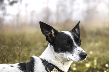 Upset Basenji dog in a field with fog