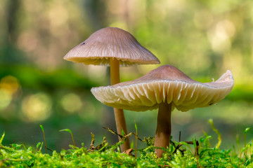 Fresh tasty mushrooms from the green forest