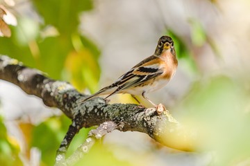 Perching brambling, an orange, black and white bird of finch family. Blurry grey, yellow and green background. Autumn sunny day in nature.
