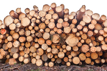 Wood log raw yellow pile background