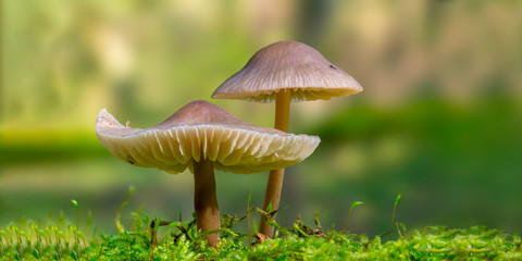Fresh tasty mushrooms from the green forest