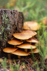 Edible mushrooms Flammulina velutipes known as Golden Needle. Edible mushrooms Flammulina velutipes known as Enokitake, Golden Needle mushroom, Lily mushroom .