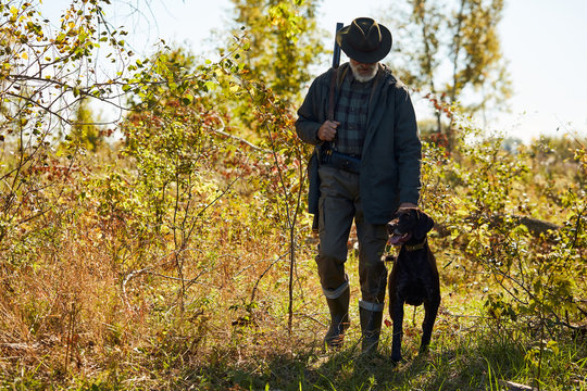 Older Man With Black Labrador Retriever With All Equipment Go Hunting. Active Hunting Time