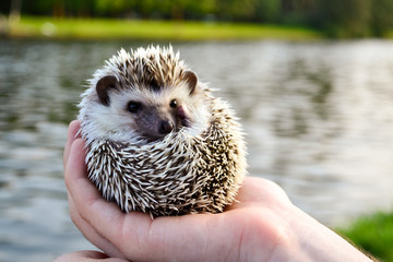 a small hedgehog lies on their fingertips © Olga Logunova