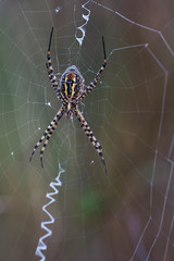 Argiope