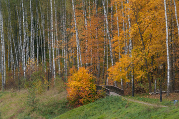 autumn trail