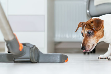 little pet dog is watching with interest operation of vacuum cleaner while cleaning wooden room...