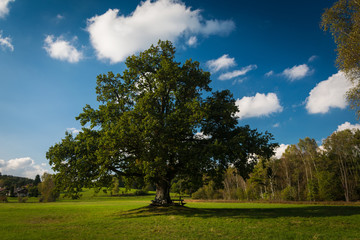 Fototapeta na wymiar Lonely green oak tree in the field near monastery of Seeon. 