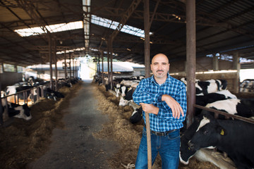 Portrait of middle aged farmer standing at cow's farm and taking care of cattle domestic animals.