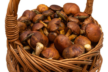 Edible mushrooms collected from the forest in a wicker basket, isolated on a white background with a clipping path.