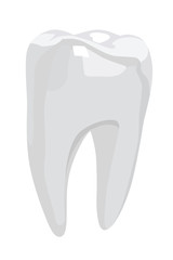 tooth realistic vector illustration isolated