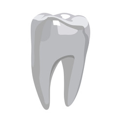 tooth realistic vector illustration isolated