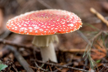 Amanita Muscaria, poisonous mushroom in natural forest background .