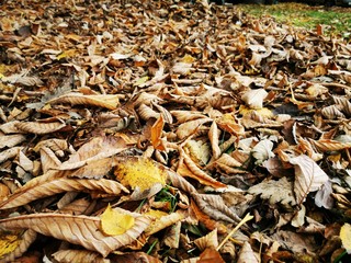 Autumn leaves Close up. Fall Forest trees. Nature background.