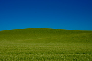 Clear Blue Skies Above Thick Grassy Field