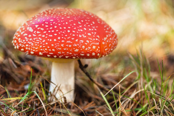 Amanita Muscaria, poisonous mushroom in natural forest background .