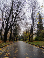 Autumn alleys in a city park on a cloudy October day
