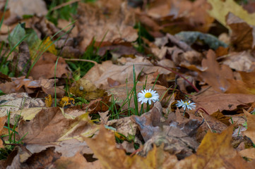 autumn flowers