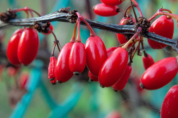 A branch of barberry with red berries on an autumn day, photographed close-up	